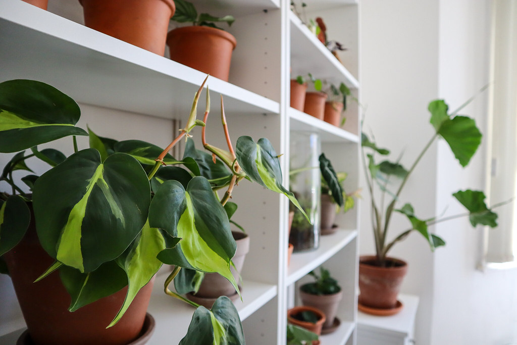 Creating an Idyllic Haven for Your Indoor Plants