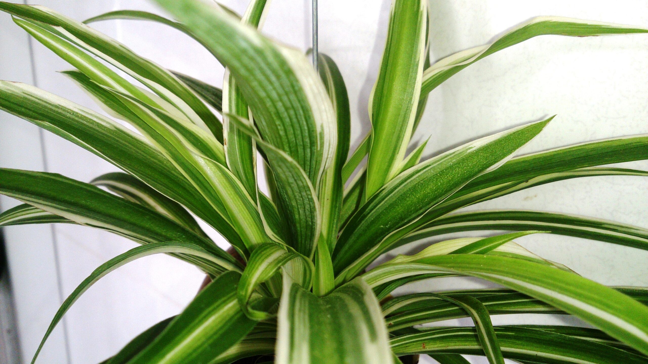 Revitalize Your Space: Indoor Plants for Improved Air Quality